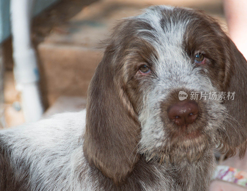 Spinone Italiano 9周大的可爱小狗dog_9